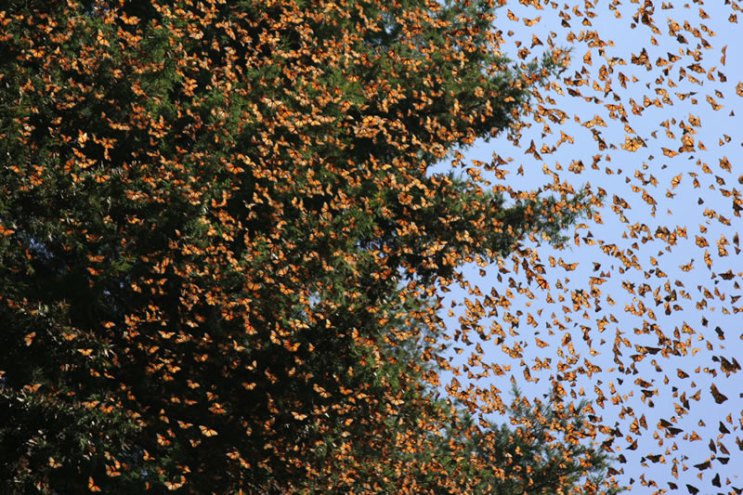 Monarchs at the winter destination in the Sierra Madras of Mexico. Photo from the teacher resource site called http://www.learner.org/