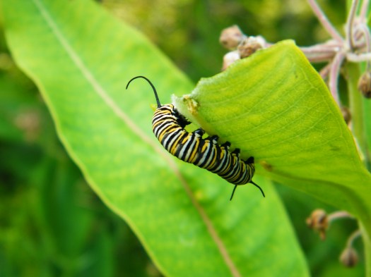 A macro photo taken on our family vacation. :)