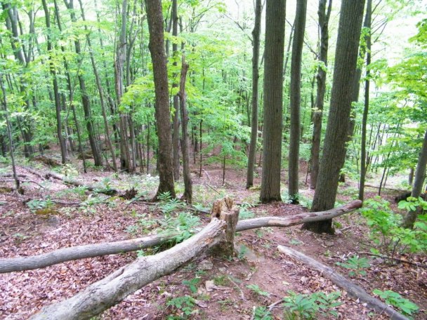 A few of those straight, tall trees, that I used to sit under.