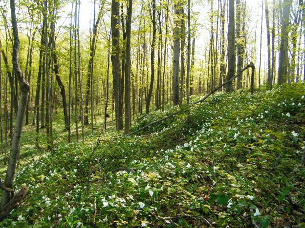 Beautiful, exquisite carpet of white trilliums.