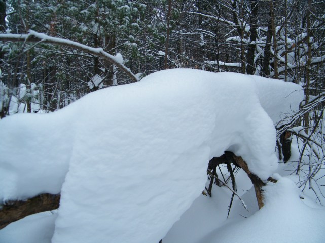 Almost looks like a snowman, stretched out, and having a nap! :)