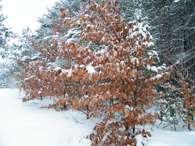 Love hearing the sound of beech nut leaves rustling in the wind. :)