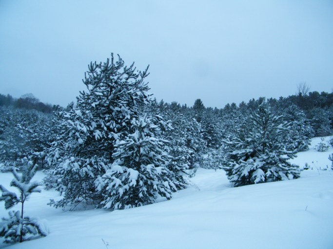 Snow covered pines, self seeded from nearby pine forests.