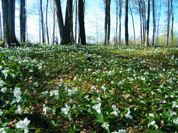 The beauty of the White Trillium in the hardwood forest just outside the village where I live.