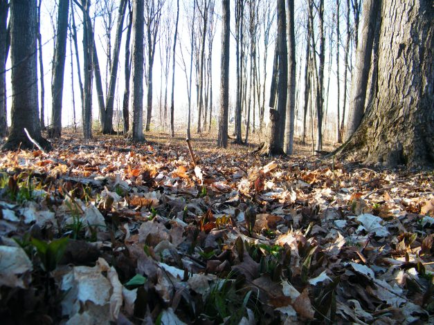 Picture taken early May, the 1st sign of new life, since the frosts from early Oct. last year, 7 months ago.