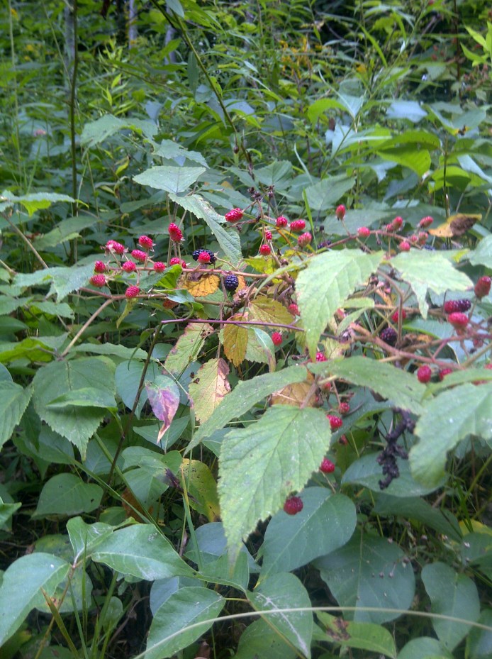 Look closely, and you will find what I am afraid of hidden among the brambles!