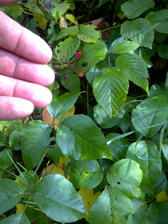 My hand is over top of poison ivy. Notice a cluster of 3 shiny leaves, with a longer stem