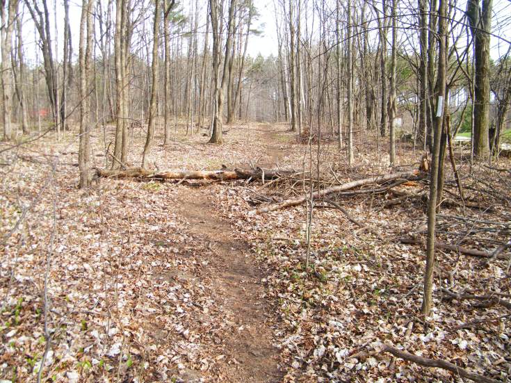 Lots of fallen logs on the course. This is shortly before the aid station where I announced to Caron I was running the 50k.