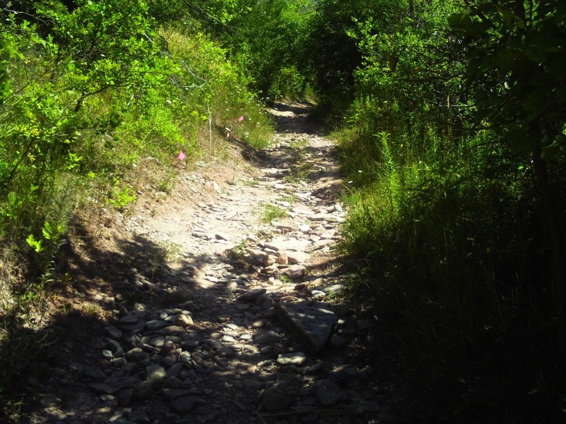 Some of the technical downhills I had to be extremely careful I did roll an ankle. The trail was SO well blazes (red flags on left) even though at times I was all alone and could not see another runner, I always knew I was on course.
