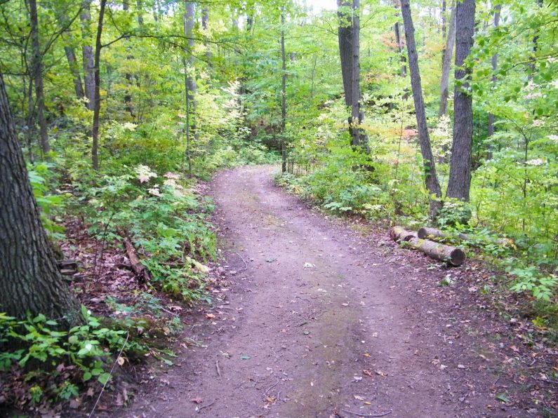 In the forest (which was a fair bit of the course)