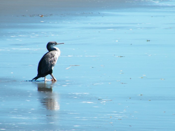 One example of the amazing wildlife found in New Zealand.