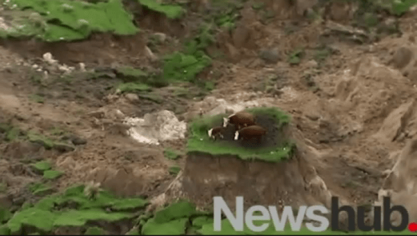 Another landslide stranded these cattle. Image Source!