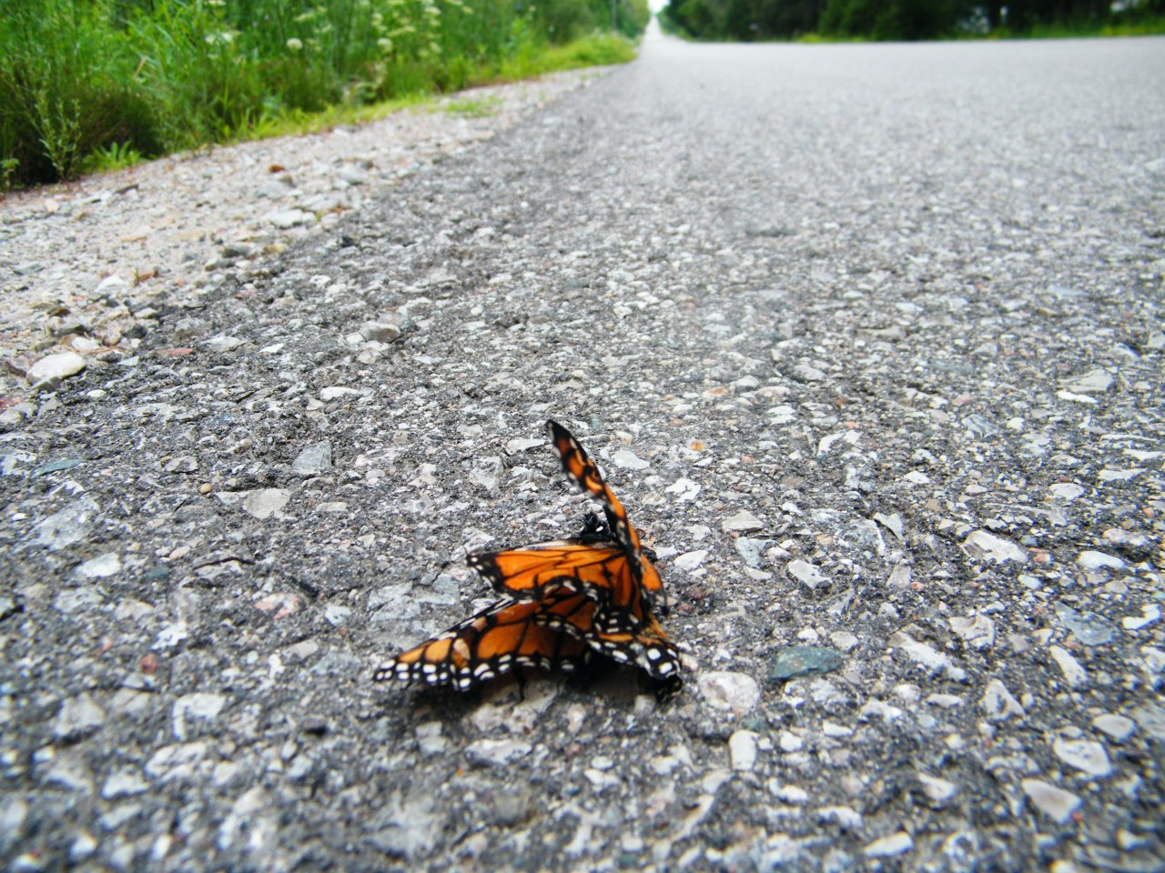 The 2021 Great Virtual Run Across Tennessee: So What’s Next?