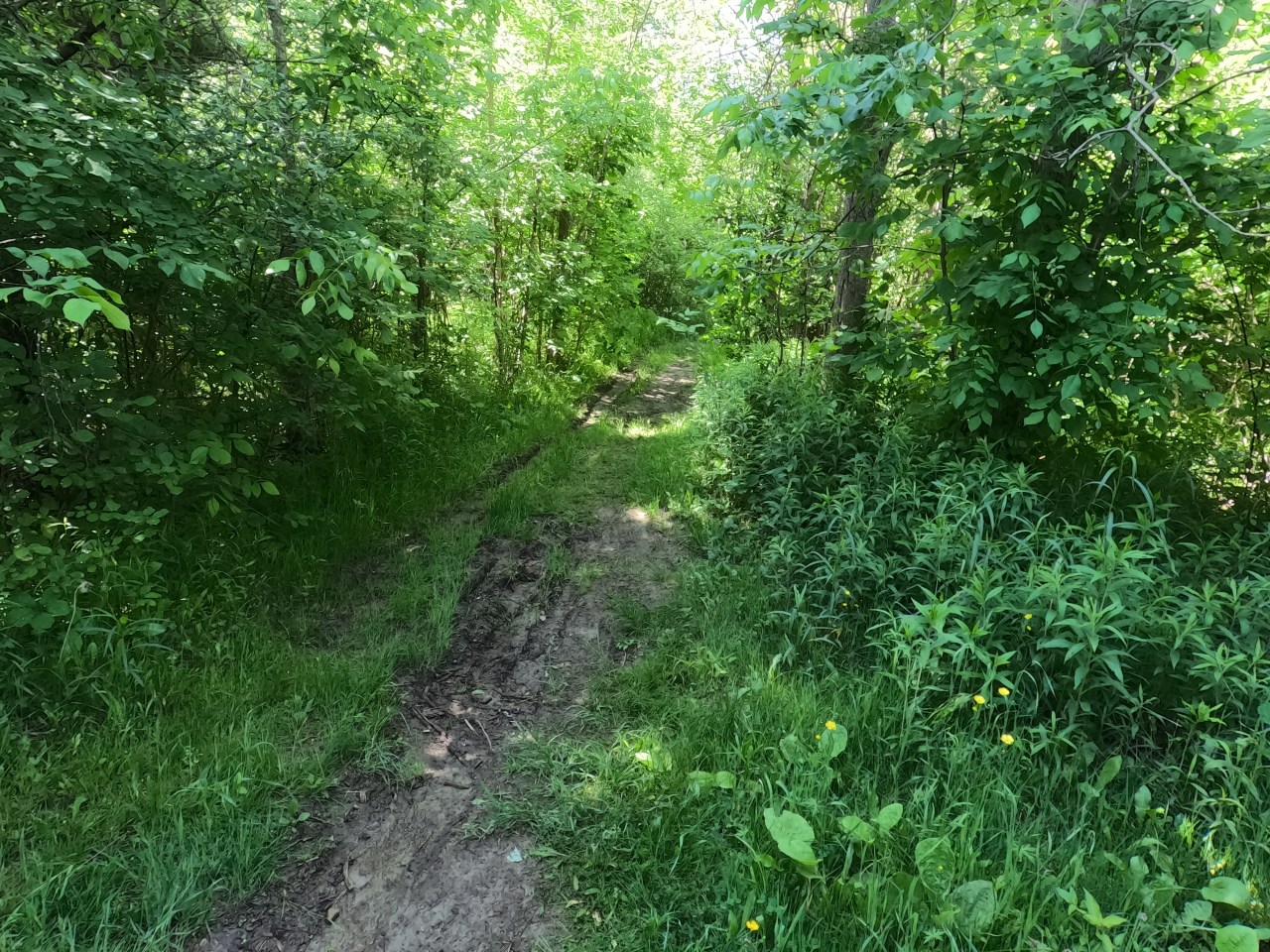 A DNF at the 50k Rainbow Run Trail&nbsp;Race