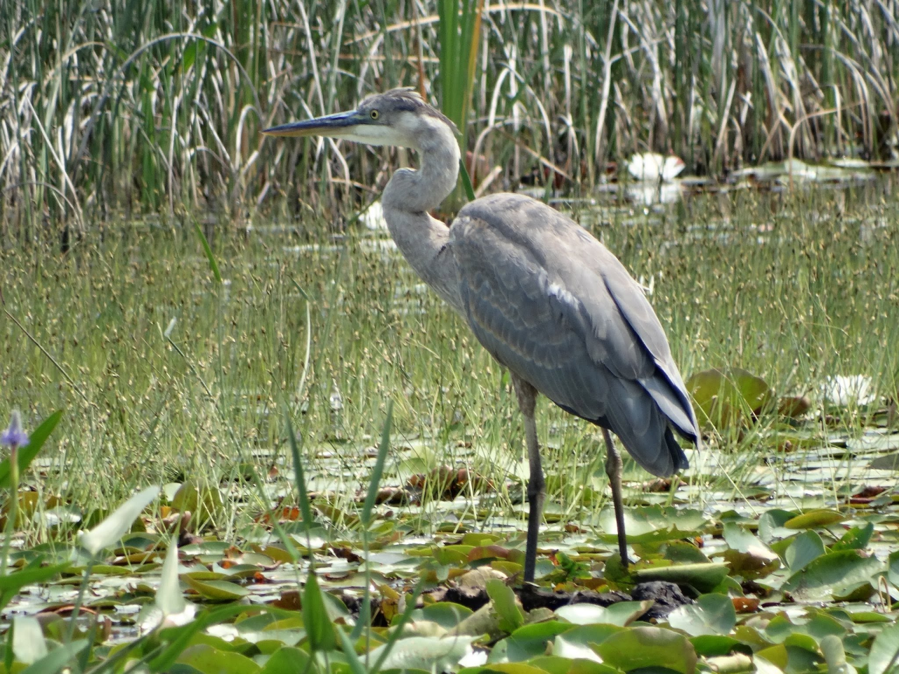 A Hike in Tiny Marsh Provincial Wildlife&nbsp;Area